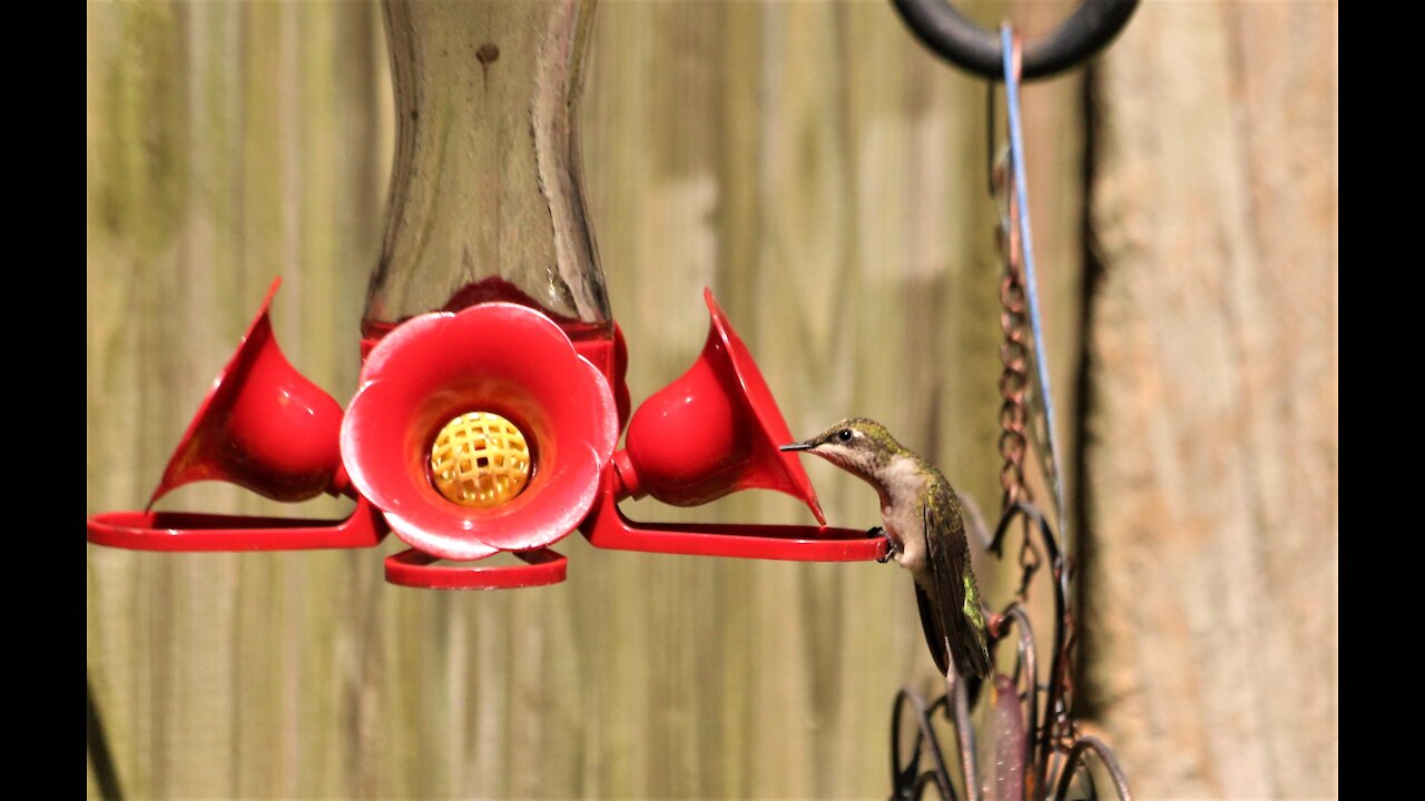 Thirsty Lil Hummingbird