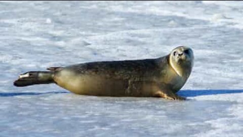 Un phoque sauvé des glaces au lac Baïkal