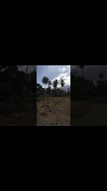 From Tobago With Love