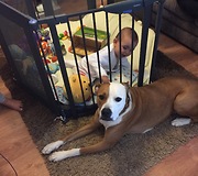 Baby and dog hug and share kisses