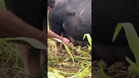 Can You Milk a Pig?