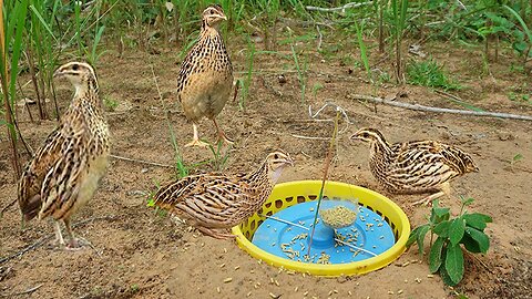 Creative Unique Underground Bird Trap Using Basket - How To Make Bird Trap Work 100%