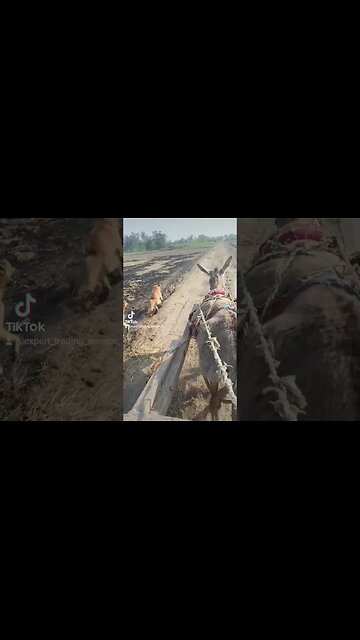 #stockmarket #trading #crypto #forextrading #viralvideo #respectvideo