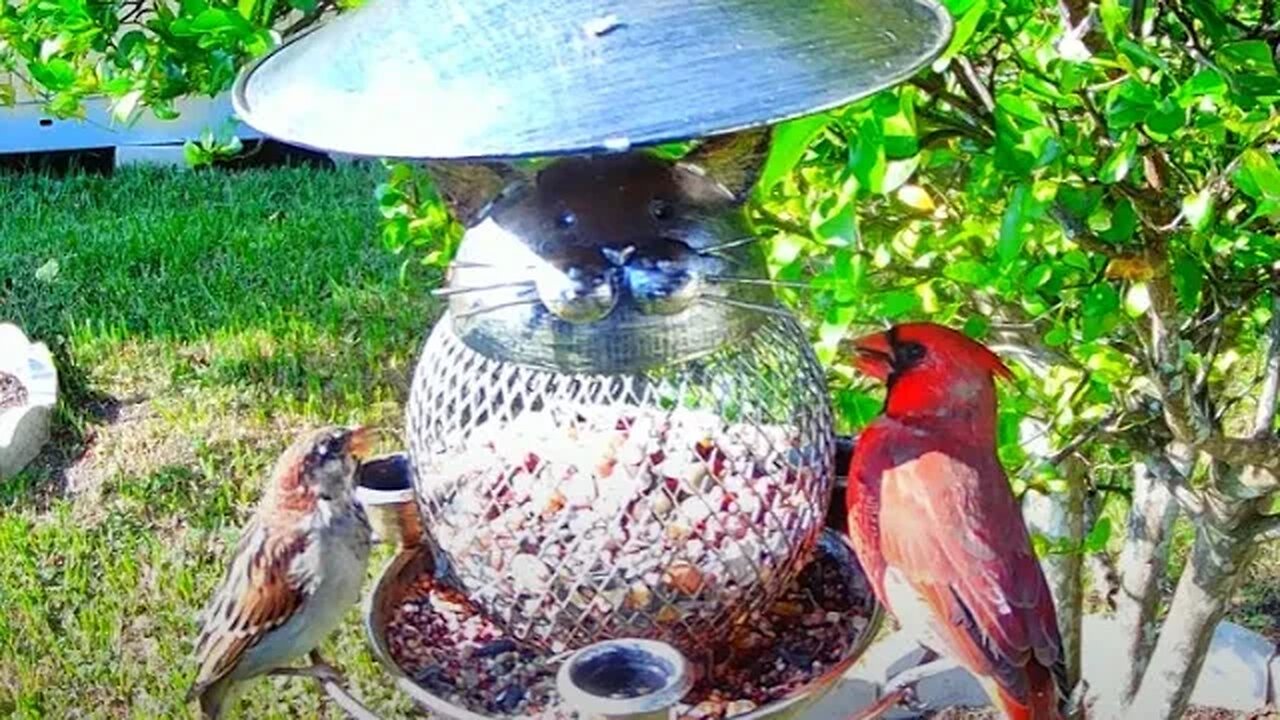 Florida Bird Feeder Live Camera Up-Close Nature 4K