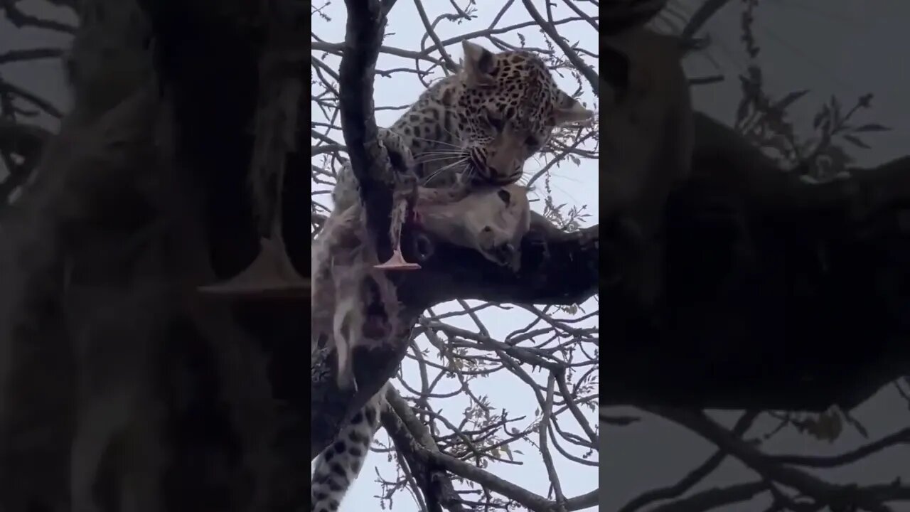 Antilope degusta sua caça tranquilo na árvore