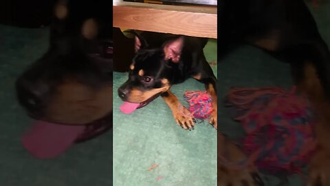 Cute Funny Rottweiler! 🐶 #shorts #short #viral #youtube #like