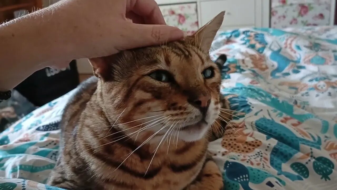 Caturday morning bengal 😻🐆