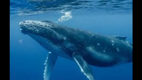 The biggest blue whale in the world today