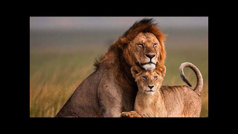 Lions funny video- Funny Animals