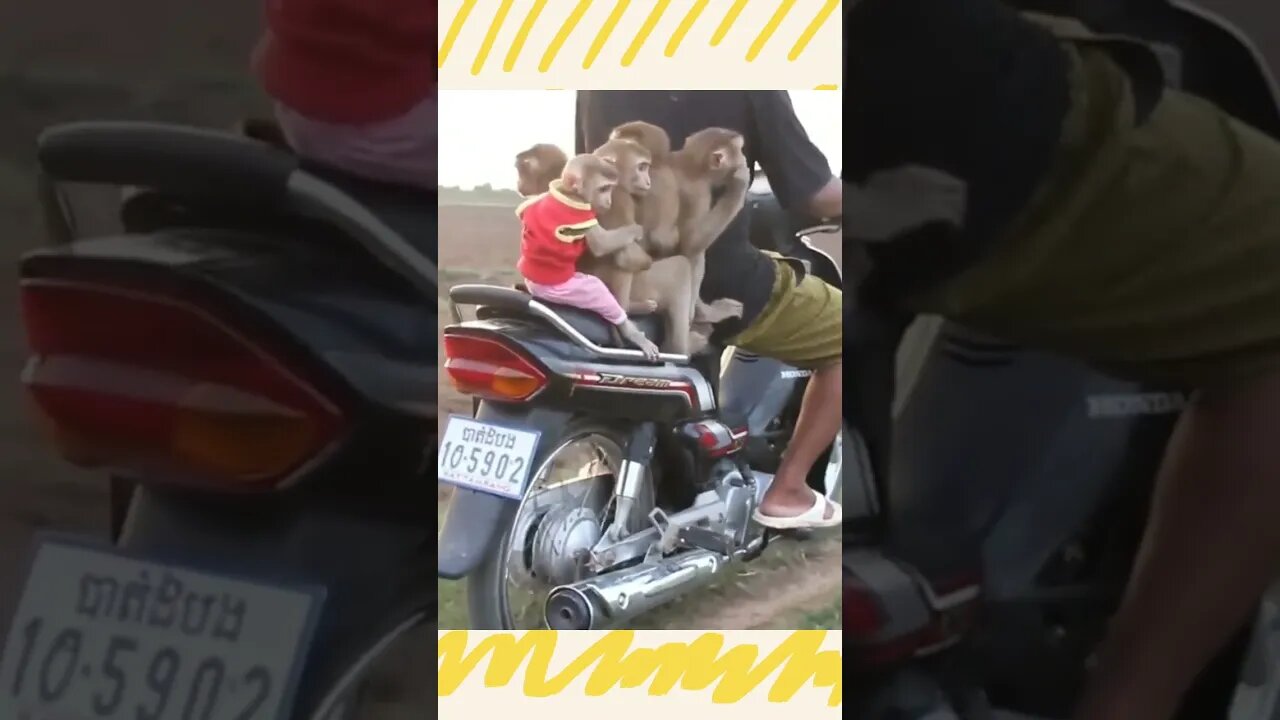 hiburan santuy funny animal #shorts #viral