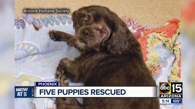 Dogs removed from north Phoenix home after discovered in alleged 'deplorable living conditions'