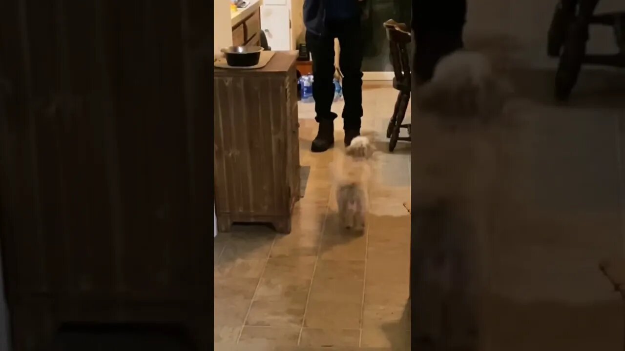 Cute puppy Lucy learned to sit: she has learned her first command.