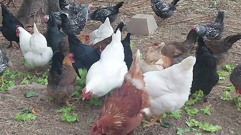 Chickens enjoying their morning lettuce greens