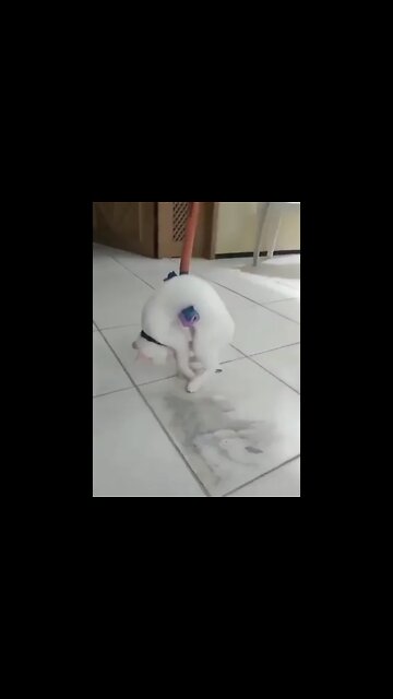 Cute Cats Shorts | Best Of 2022 | Compilations | #cutecat #cats #2022 #persian #cats #zone