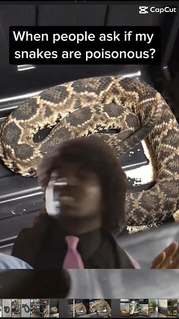 When people ask if my snakes are poisonous?