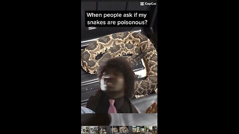 When people ask if my snakes are poisonous?