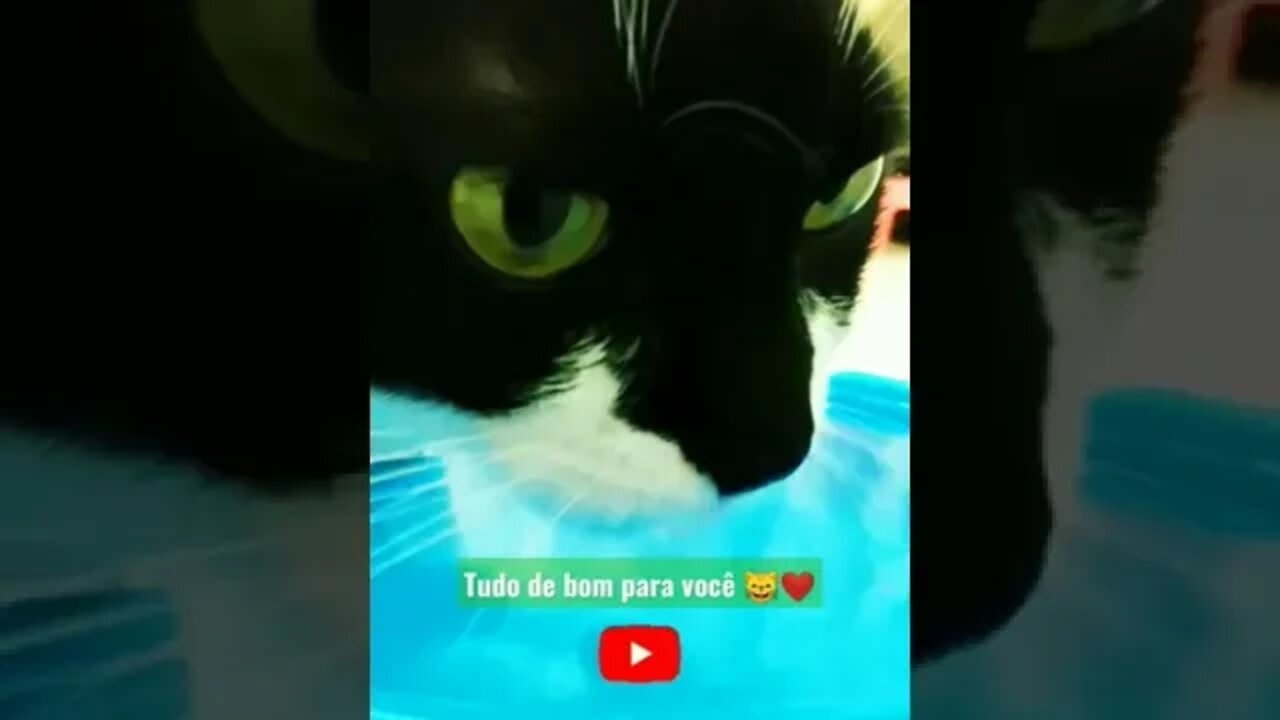 Gato Bartolomeu Tunico bebendo água 😺😺