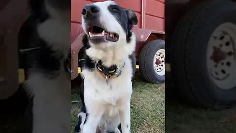 Hanging with the pups