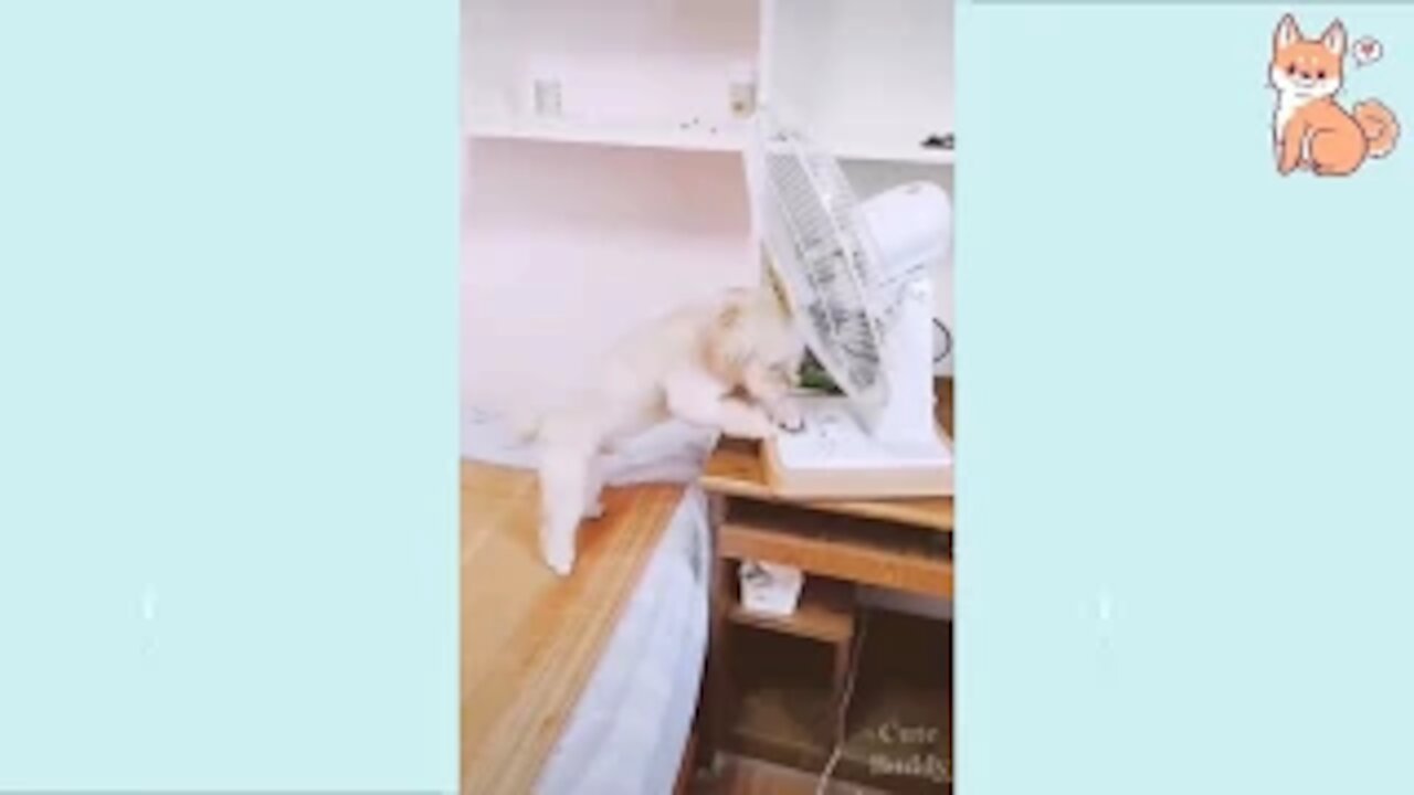 You will laugh at all the DOGS 🤣 Funny DOG Videos 😂🐶!