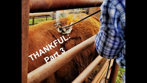 THANKFUL for the Ranch - Part 3 (In the Chute - Round 57)