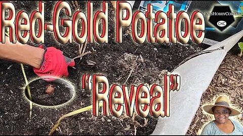 #red #gold #potatoes #Harvest #reveal - #catshobbycorner