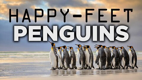 EMPEROR PENGUINS | FROZEN CONTINENT | THE FEMALE PENGUINS