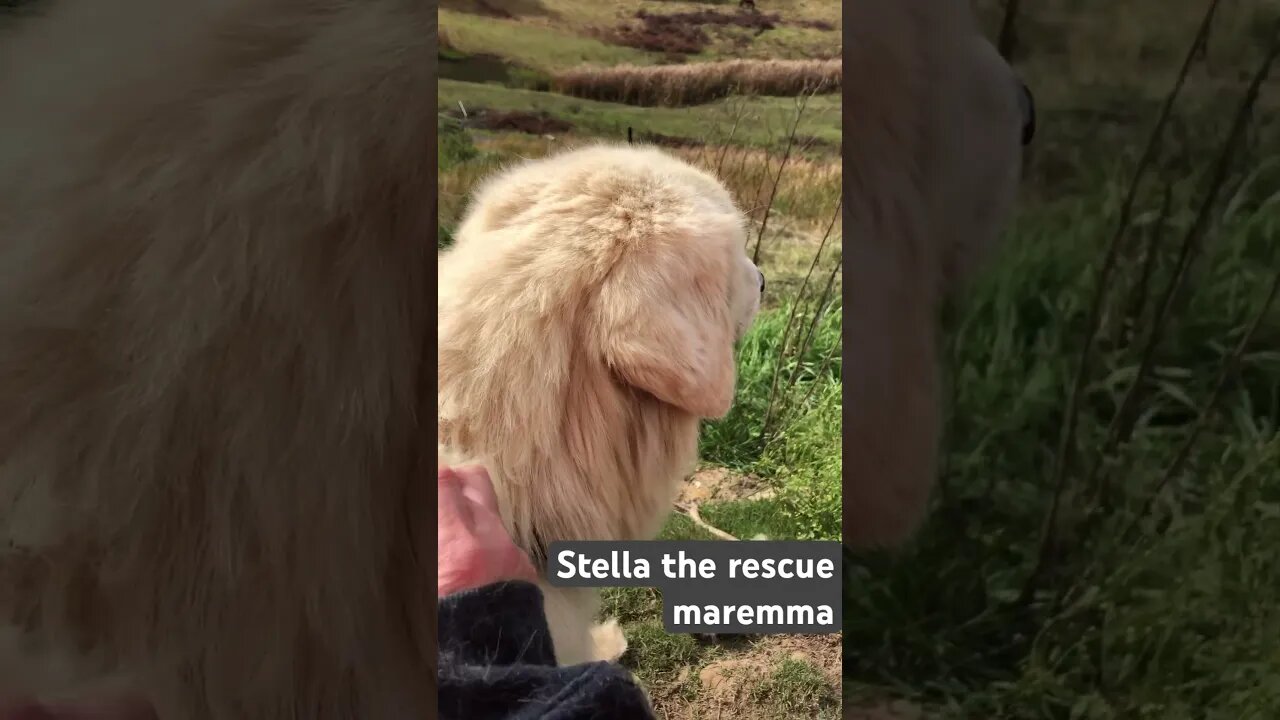 Stella the rescue maremma happy in her home ❤️