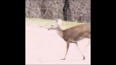 Deer Cross the Road