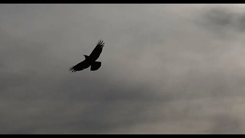 clouds, some birds and a helicopter on November 1 & 16, 2021