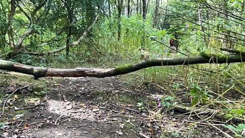 Whippets slow motion jumping