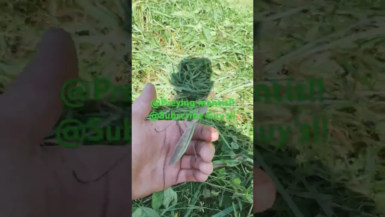 @Preying mantis @Nature!! @Subscribe Guy’s!!