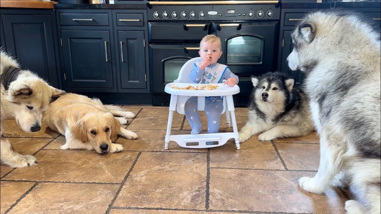 Adorable Baby Boy Feeds His Pack Of Hungry Wolves! (Cutest Ever!!)