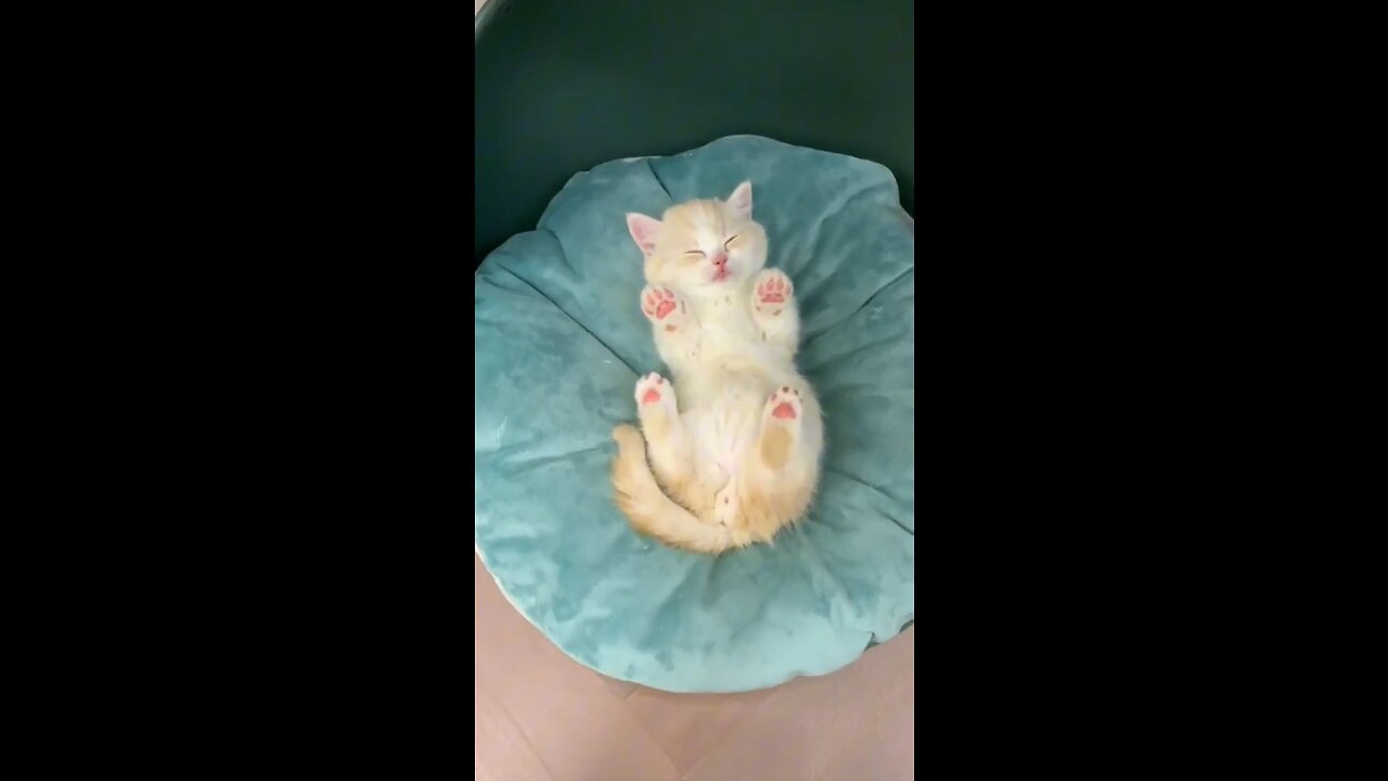 Cute cats videos