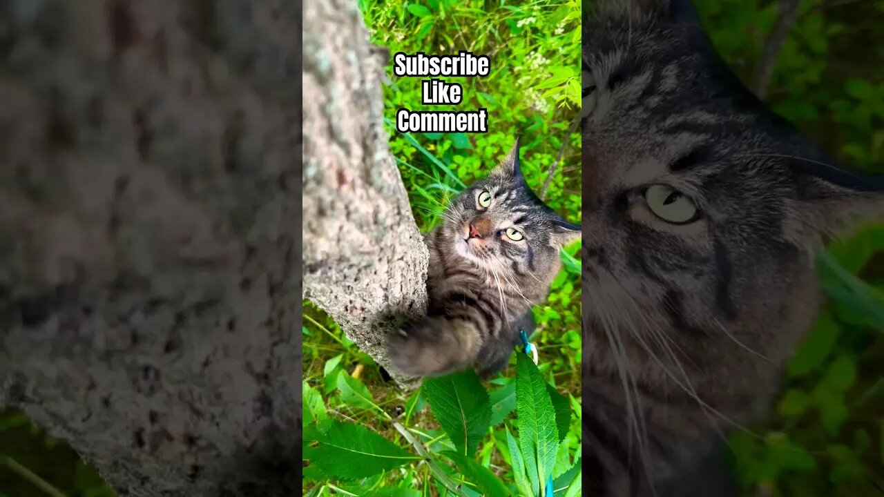 Noodle Is Literally A NINJA! | Cat training! 🙀 #cats#funny#training