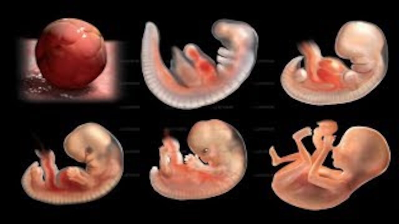 The miracle of life (3D simulation of a pregnancy)