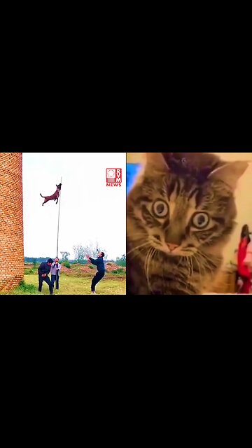 These Police Dogs Are Absolutely Amazing, Those Cat Faces Though