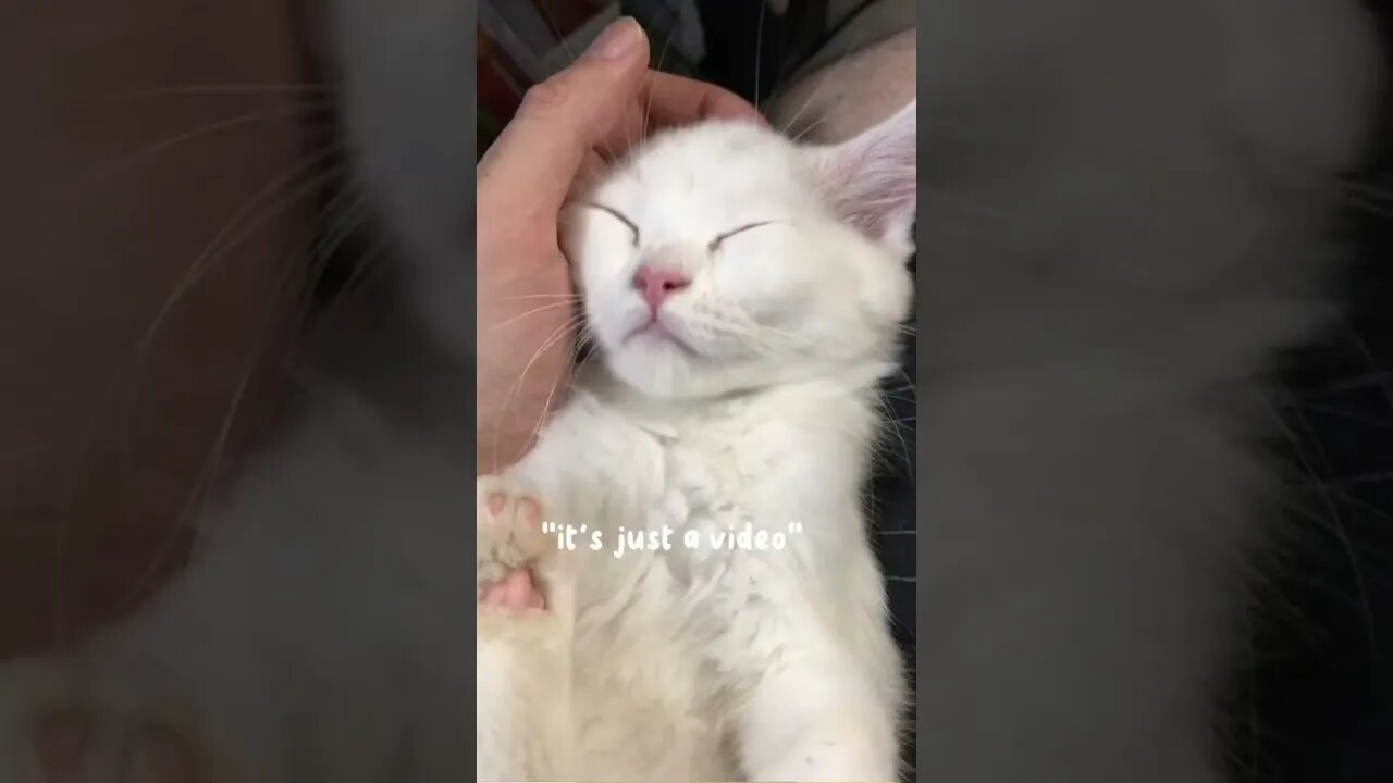 Cat is love 🫶🏻 #catlover #cats #catshorts #catsoftiktok #cat #catsofyoutube #youtubeshorts #short