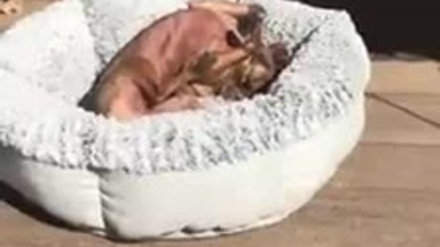 Dog loves to bask in the sun