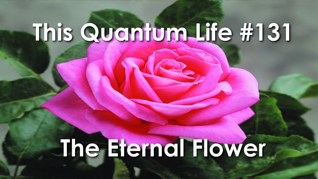 This Quantum Life #131 - The Eternal Flower