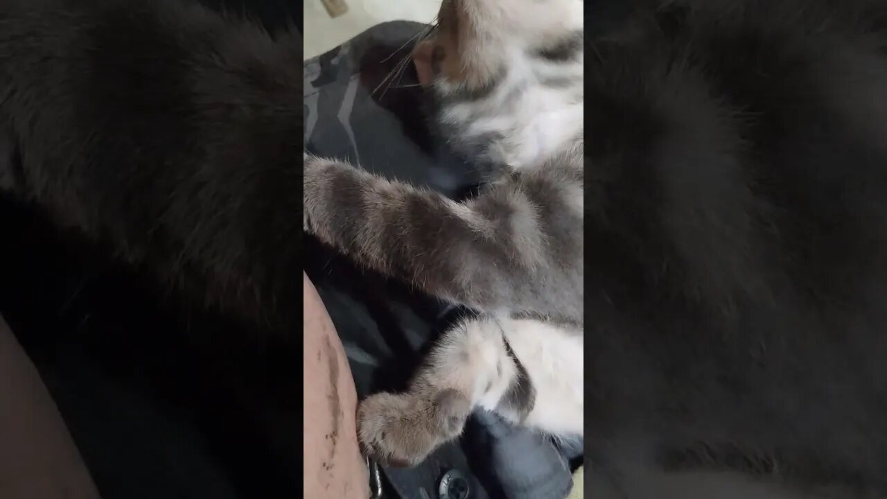 BABY MONKEY KITTY! HE OS SO CRAZY