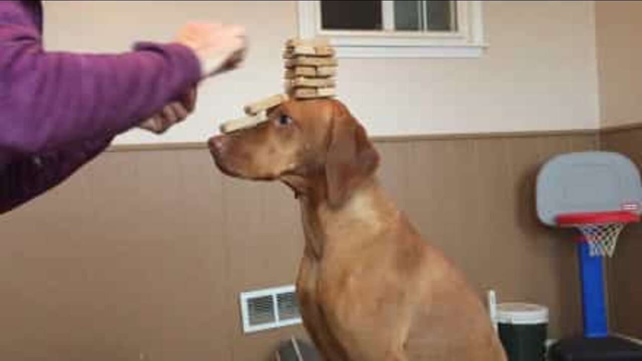 Roxie, a mestre do equilibrismo com biscoitos!