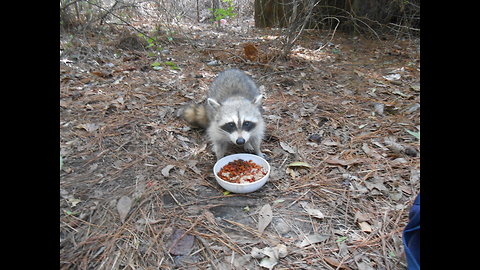 Baby Raccoon feeding time!