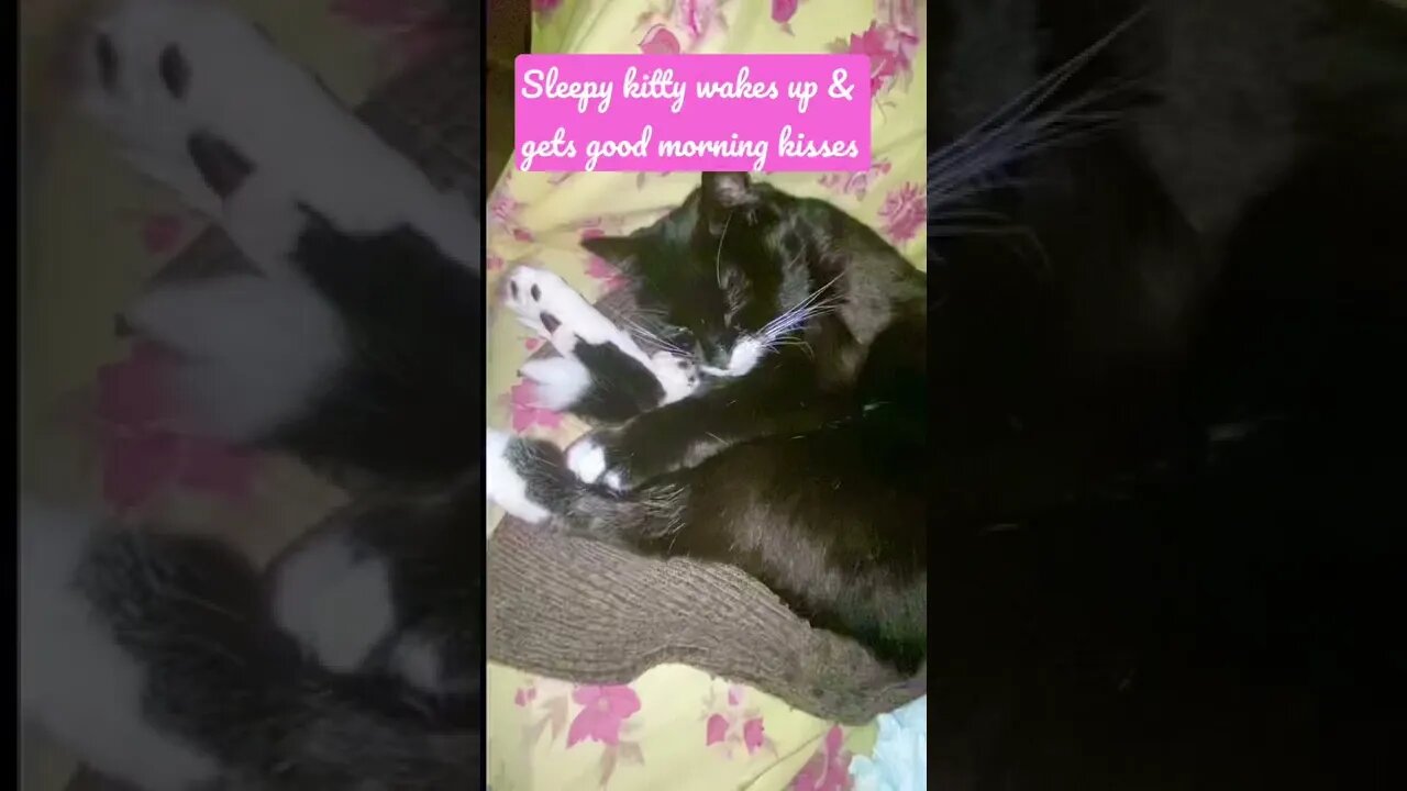 Sleepy kitty #cat loves 2 be gently woken up (or waked ?) by her #mommycat #kisses #shorts