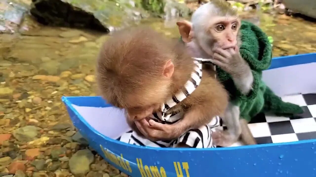 Baby monkey bathing with small goldfish, aquarium fish is so cute and funny @animalshomeht