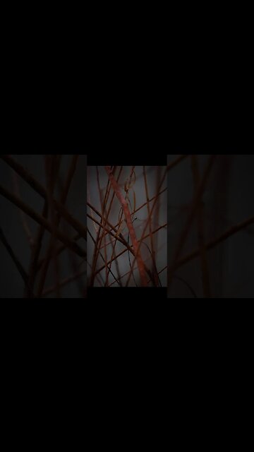 Fun Photography at the Riverwalk Park #macrophotography #woodlandphotography