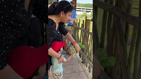 Giraffe feeding at the Turtle Back Zoo #kids #shortsvideo #shorts