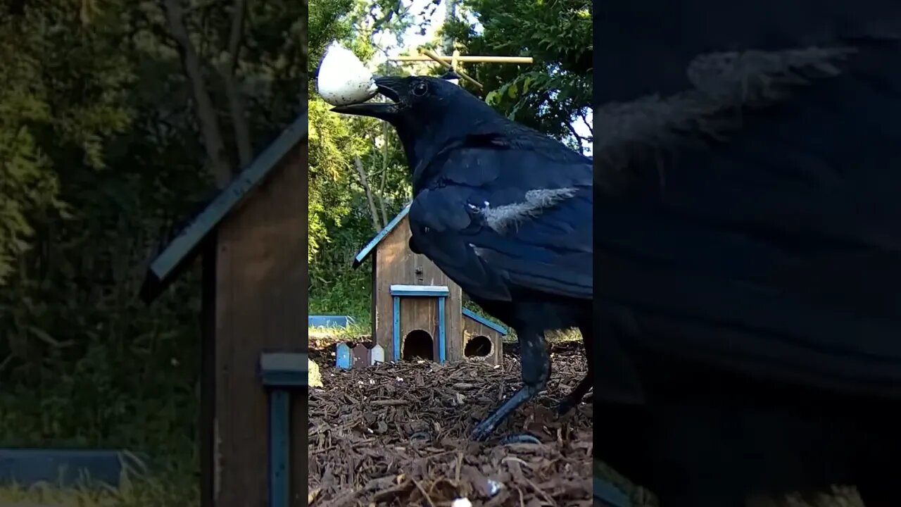 Her Favorite Breakfast #birds #nature #shorts