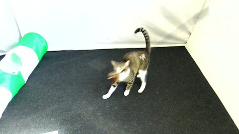 Cat Grabs the Feather Wand and Runs