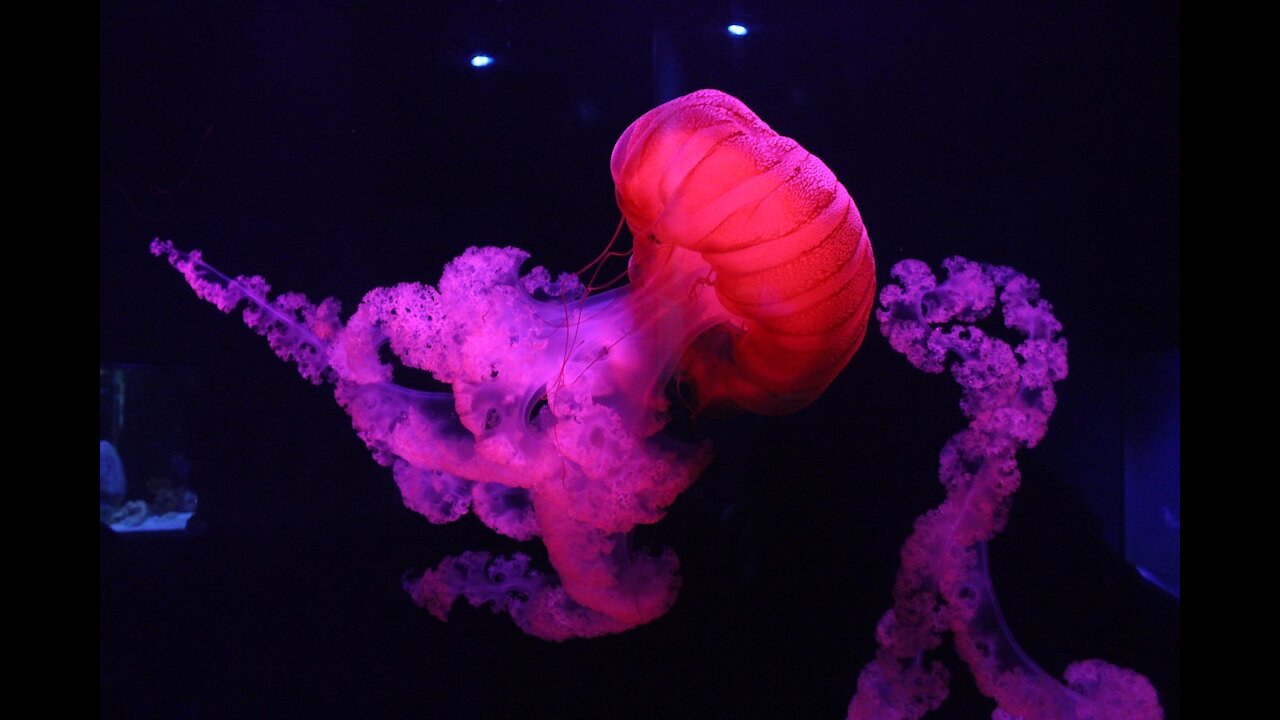 Giant jellyfish spotted