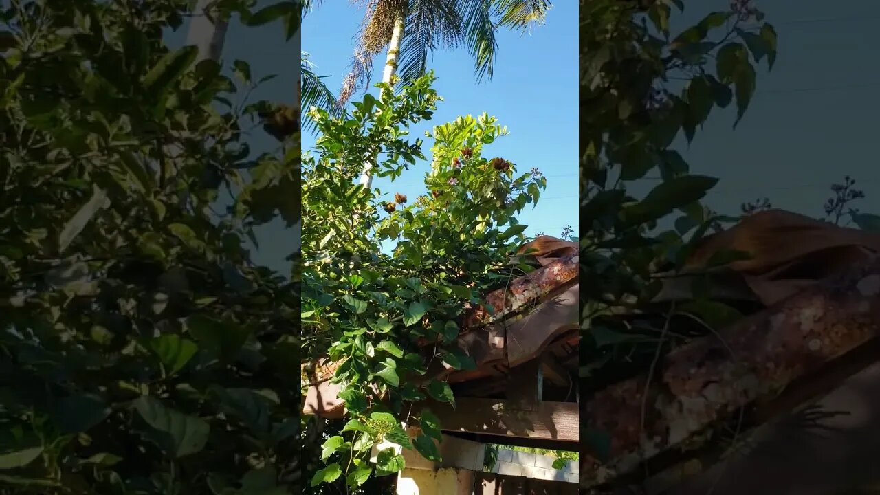 Na parte da frente da Chácara